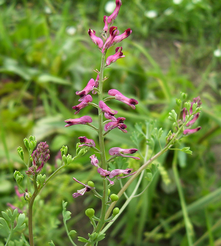 Изображение особи Fumaria officinalis.