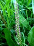 Plantago cornuti