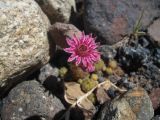 Sempervivum pumilum. Цветок. Кабардино-Балкария, долина р. Кала-Кулак, урочище Джилы-Су, 2400 м н.у.м. 22.07.2012.
