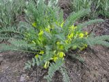 Astragalus henningii