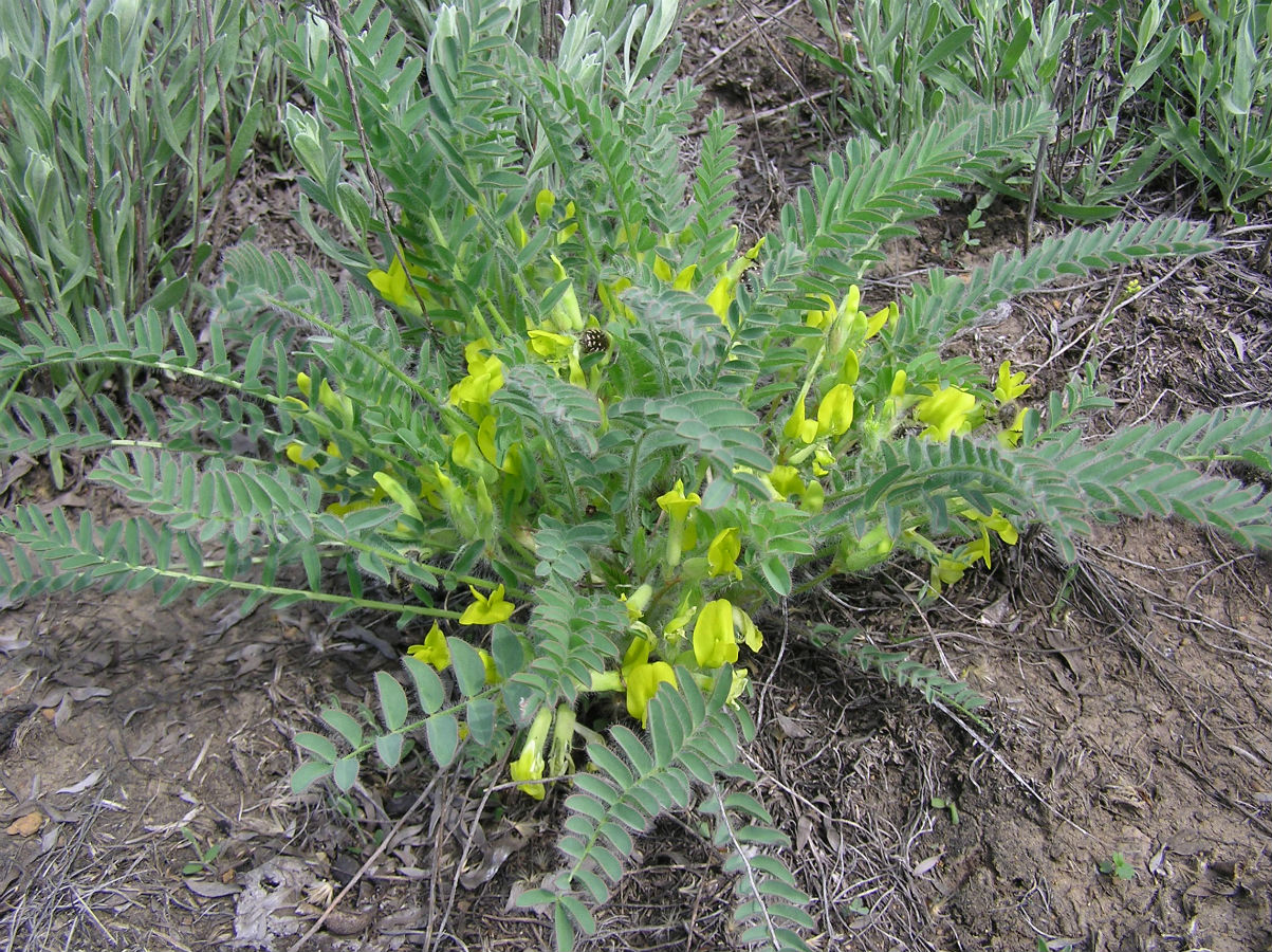 Изображение особи Astragalus henningii.