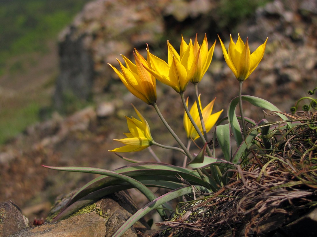 Изображение особи Tulipa australis.