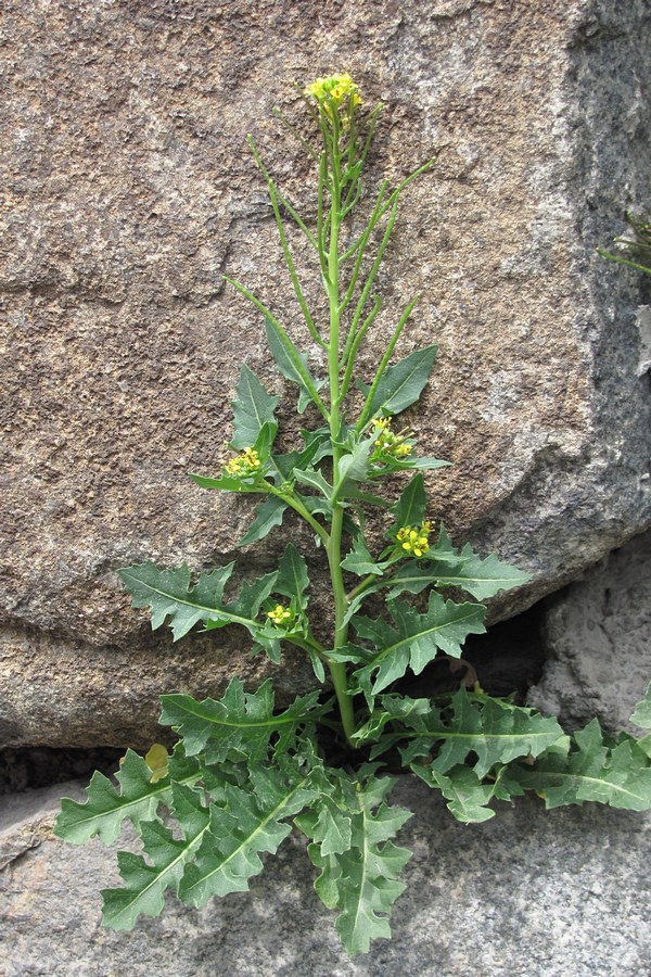 Image of Sisymbrium confertum specimen.