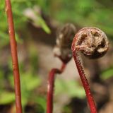 Onoclea sensibilis. Разворачивающиеся вайи. Приморский край, Уссурийский гор. округ, окр. с. Монакино, пойма ручья Бассейка. 10.05.2014.