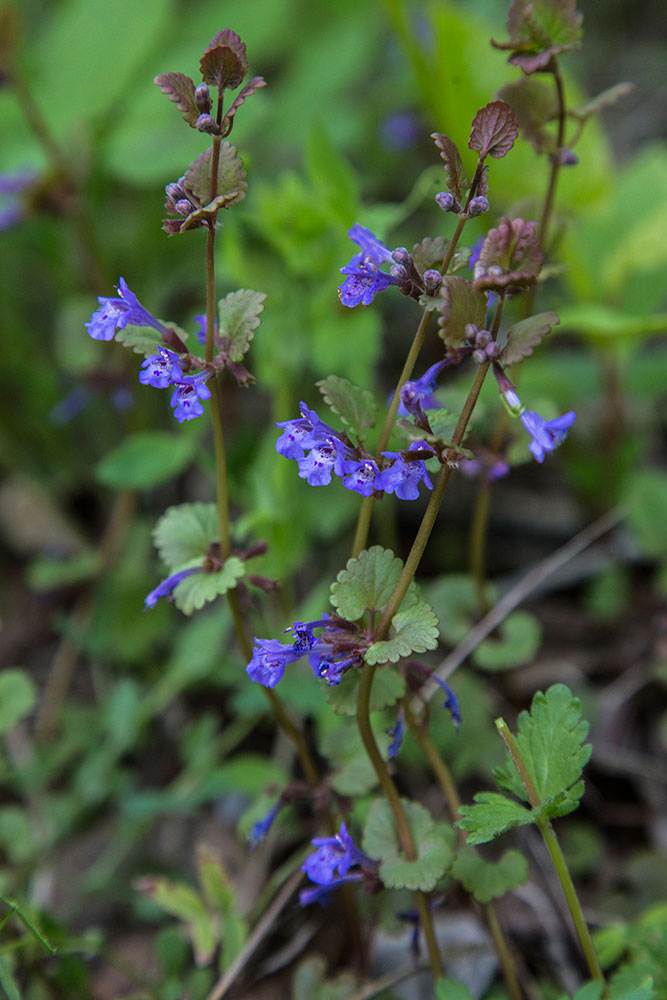 Изображение особи Glechoma hederacea.