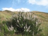 Spiraeanthus schrenkianus. Цветущее растение. Казахстан, Юго-Восточный Каратау, перевал Куюк. 14 июня 2011 г.