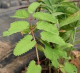 Sanguisorba stipulata