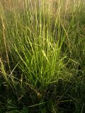 Festuca regeliana