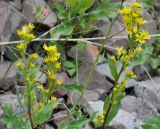 Solidago virgaurea ssp. dahurica