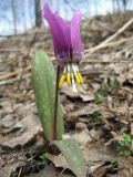 Erythronium sibiricum. Цветущее растение на опушке лиственного леса. Окр. г. Кемерово. 03.05.2009.