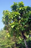 Barringtonia racemosa. Крона цветущего дерева. Андаманские острова, остров Нил, в поселке. 04.01.2015.