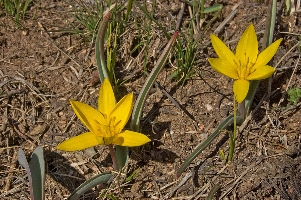 Изображение особи Tulipa dasystemon.