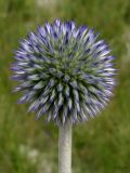 Echinops ruthenicus. Соцветие. Курская обл., Горшеченский р-н, окр. дер. Кунье, степь на склоне балки. 06.07.2014.