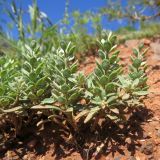 Alyssum szovitsianum