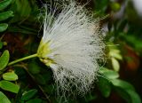 Calliandra haematocephala