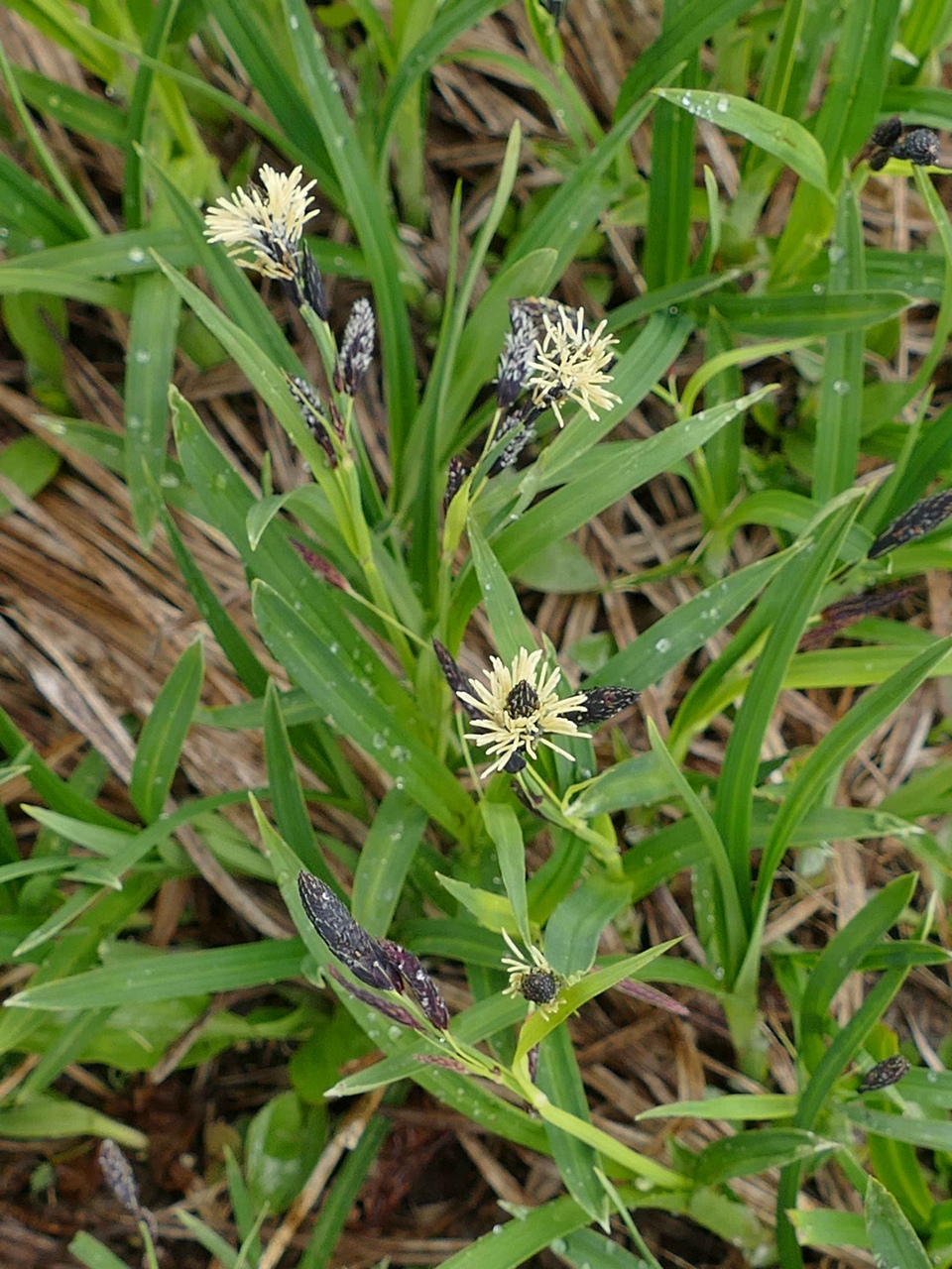 Изображение особи Carex riishirensis.