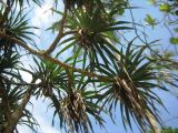 Pandanus tectorius