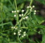 Achillea cartilaginea