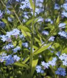 Myosotis sylvatica