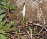 Crocus aleppicus