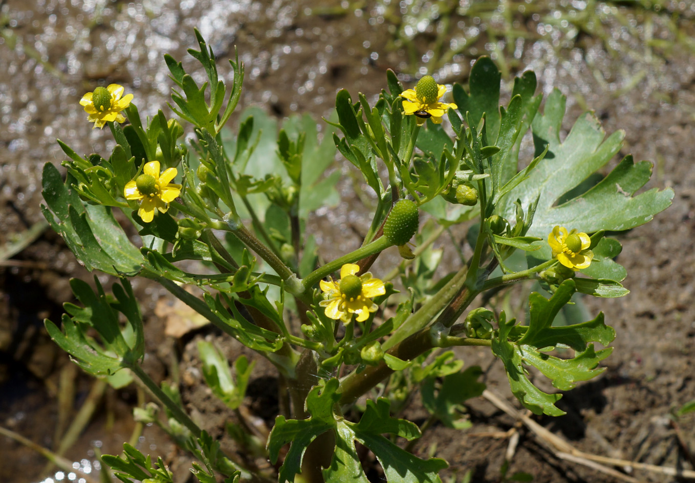 Изображение особи Ranunculus sceleratus.