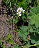 Saxifraga sibirica