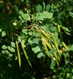 Caragana arborescens