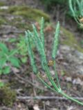 Chelidonium majus