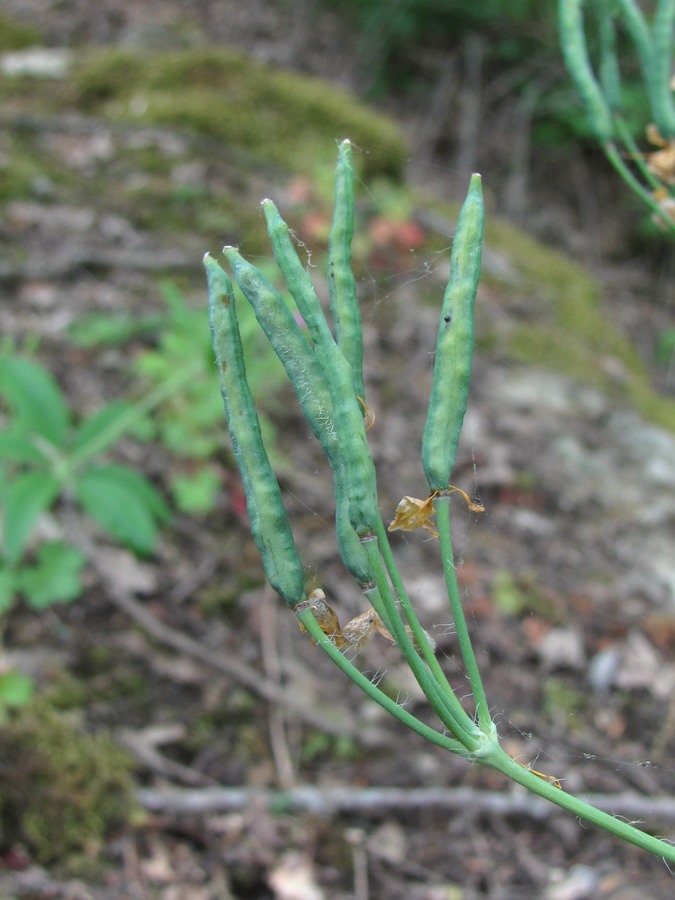 Изображение особи Chelidonium majus.