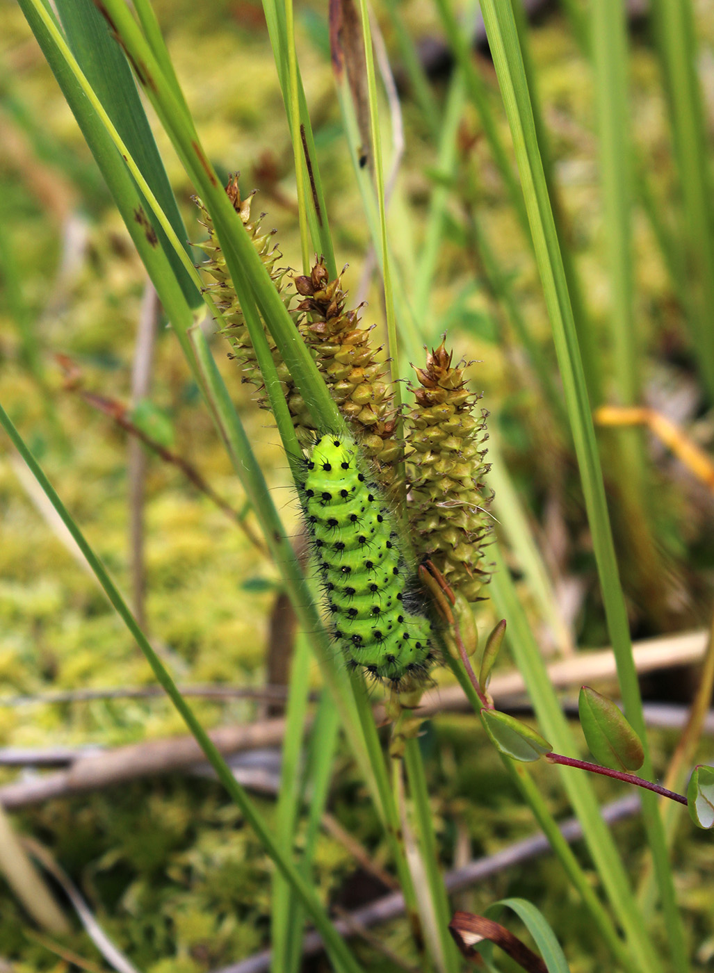 Изображение особи Carex rostrata.