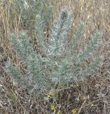 Echinops graecus