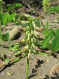 Astragalus glycyphyllos