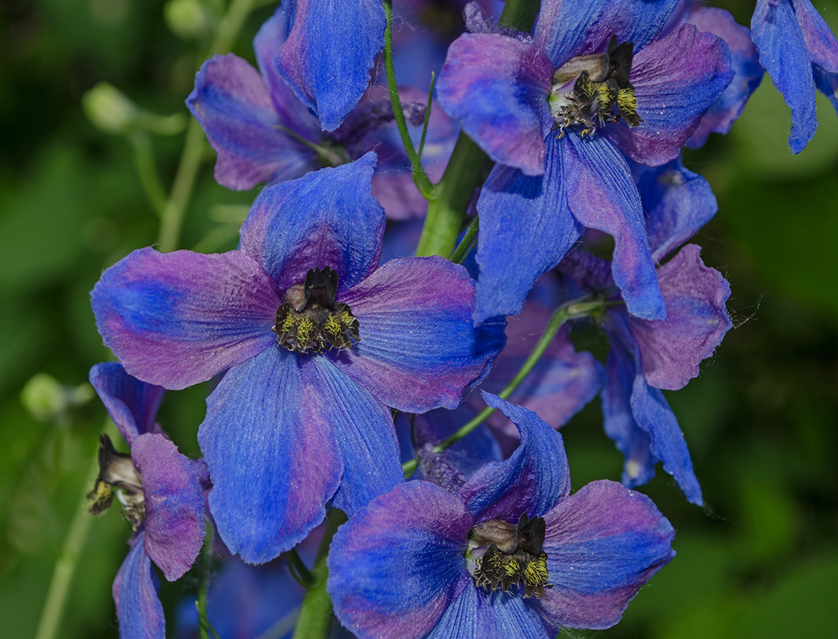 Изображение особи Delphinium &times; phoeniceum.