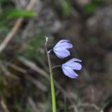 Scilla monanthos. Верхушка цветущего растения. Турция, ил Агры, г. Догубаязит, окр. дворца Исхак Паши, осыпной склон горы над дворцом. 19.04.2019.