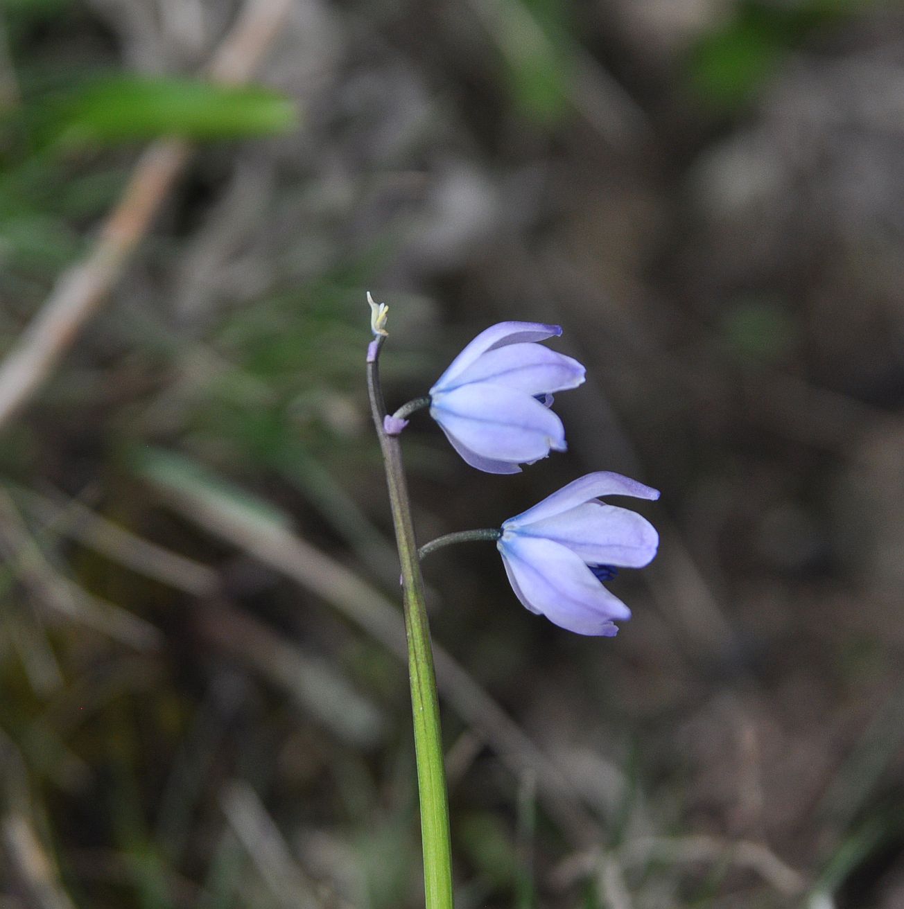 Изображение особи Scilla monanthos.