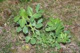 Vicia narbonensis