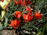 Tulipa linifolia. Цветущие растения (сорт 'Red Hunter'). Краснодарский край, г. Усть-Лабинск, на приусадебном участке. 13.04.2020.