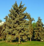 Picea pungens f. glauca