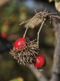 Crataegus turkestanica