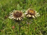 Carlina intermedia