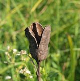 Iris sibirica