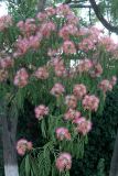 Albizia julibrissin