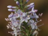 Veronica pinnata