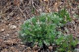 Artemisia campestris. Вегетирующее растение с остатками сухих прошлогодних побегов. Самарская обл., Жигулёвский заповедник, гора Стрельная, луговой склон. 02.05.2021.