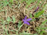 Vinca herbacea. Цветущее растение на лугу. Азербайджан, Лерикский р-н. 12.04.2010.