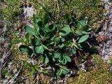 Salix alexii-skvortzovii. Вегетирующее растение в сообществе с вегетирующей Diapensia obovata. Магаданская обл., окр. г. Магадан, п-ов Старицкого, мохово-лишайниковая тундра. 07.07.2018.