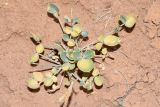 Astragalus brachyrachis