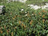 Rhododendron caucasicum. Плодоносящие растения. Карачаево-Черкесия, Зеленчукский р-н, долина р. Ходюк. 22.08.2010.