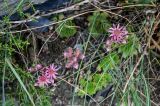 Sempervivum caucasicum