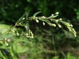 Thalictrum simplex